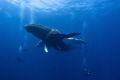   Best Safety Stop ever Momma Baby humpback Whales rest motionless front divers. divers  